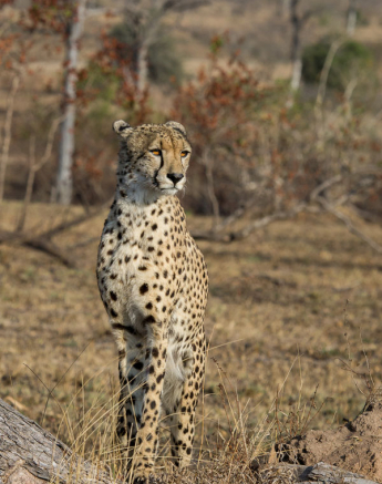 Male Cheetah 1 Male Cheetah 1