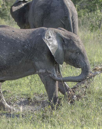 Mike L Elephant 4 Mike L Elephant 4