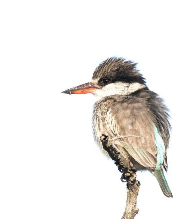 34Sheldon Hooper Striped Kingfisher 34Sheldon Hooper Striped Kingfisher