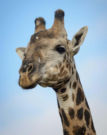 10Mike Palmer Giraffe 190616 1 10Mike Palmer Giraffe 190616 1
