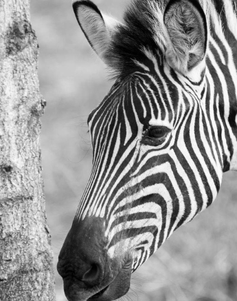 12Sheldon Hooper Zebra 7 12Sheldon Hooper Zebra 7