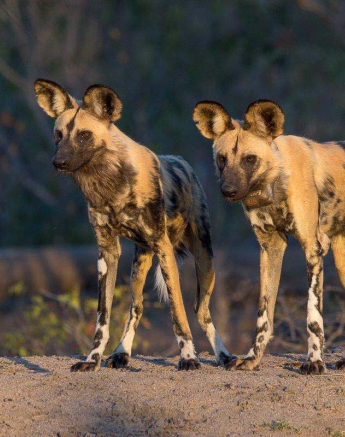 12Franscois Rosslee Wilddog 4181 12Franscois Rosslee Wilddog 4181
