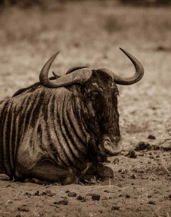 08Mike Palmer Wildebeest 230616 1 08Mike Palmer Wildebeest 230616 1