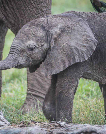 11Terry Ennever Elephant Calf Final 11Terry Ennever Elephant Calf Final