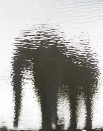 06Frederik Aucamp Elephant Reflection Final 06Frederik Aucamp Elephant Reflection Final