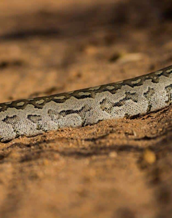 32Frederik Aucamp African Rock Python 2 Final