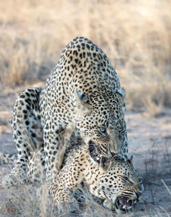 14Francois Malan Ntumi Nwetzi 20181019 1 Of 3 Final