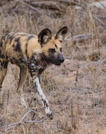 40Kevan Dobbie Wild Dog 011118 Final 40Kevan Dobbie Wild Dog 011118 Final