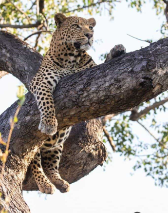 18Frederik Aucamp White Dam Male Leopard 22 04 2019 Final 18Frederik Aucamp White Dam Male Leopard 22 04 2019 Final