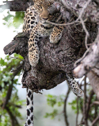 18Kevin Van Der Linde Kigilia 17042019 3 Final