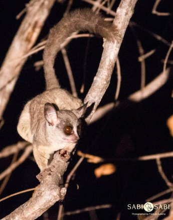 03Frederik Aucamp Lesser Bush Baby 3 Final 03Frederik Aucamp Lesser Bush Baby 3 Final