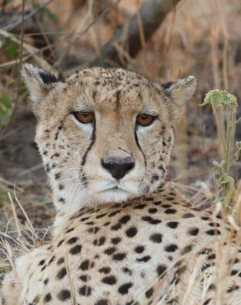 41Steff McWilliam Cheetah 18072019 Final