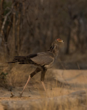 06Kevin Van Der Linde Secretary Bird 2592018 Final 06Kevin Van Der Linde Secretary Bird 2592018 Final