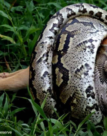 21Bianca Theron Rock Python Impala 2 Final 21Bianca Theron Rock Python Impala 2 Final