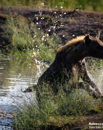 05Rebecca Boshoff Hyaena 5 Final 05Rebecca Boshoff Hyaena 5 Final
