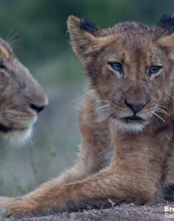 31Brett Heasman Unkown Pride 27032020 7 Final 31Brett Heasman Unkown Pride 27032020 7 Final