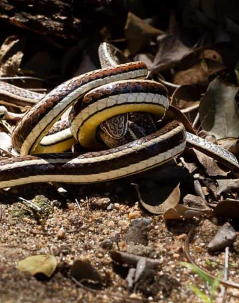 01Amy Leigh Western Yellow Bellied Sand Snake 1 090920 Final 01Amy Leigh Western Yellow Bellied Sand Snake 1 090920 Final