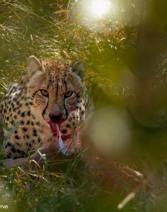 19Amy Leigh Cheetah 2 140521 Final