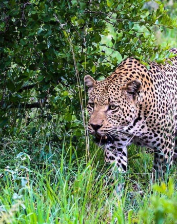 08 Andries Ndlovu Leopard White Dam 03.01.20 1 Final 08 Andries Ndlovu Leopard White Dam 03.01.20 1 Final