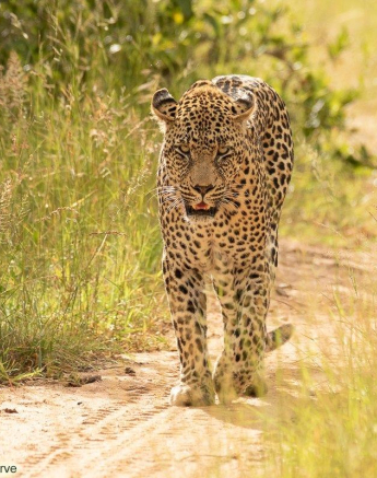A17andries Leopard.nweti 200122 2 Final A17andries Leopard.nweti 200122 2 Final