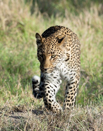 A18ronald Mutero Golonyi 29112022  Final