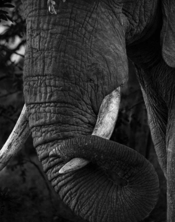 Steve WB ELE Bull Steve WB ELE Bull