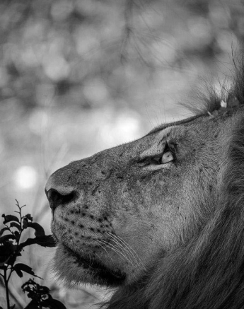 14Mike Palmer Lions 040116