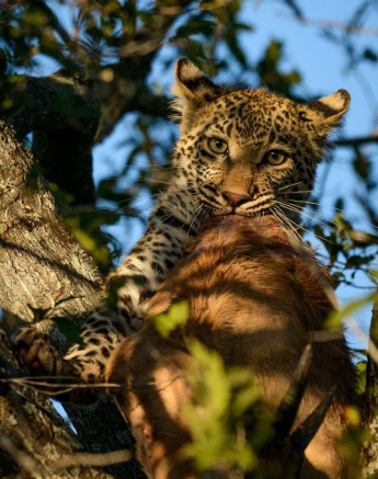 16Mike Palmer LB Cub 140716 3