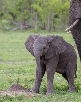16Kevan Dobbie Elephant Calf 02 Final 16Kevan Dobbie Elephant Calf 02 Final