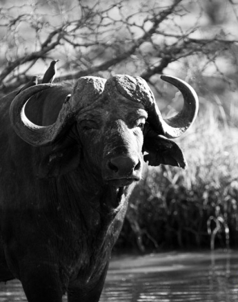 17 Kevan Dobbie Buffalo Wallow 2 17 Kevan Dobbie Buffalo Wallow 2
