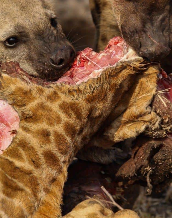 09Louise Murray 25092018 Hyena 1 Final