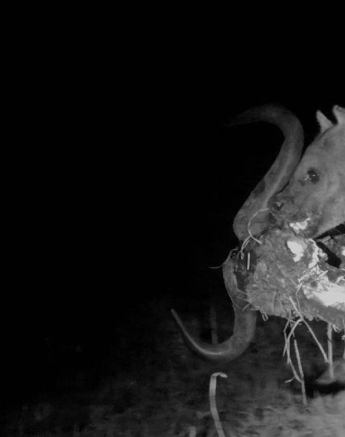 16Daniel Hitchings Hyena SP Kill Final 16Daniel Hitchings Hyena SP Kill Final