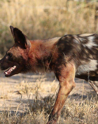 01Steff McWilliam African Wild Dog 15062019 Final