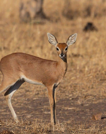 38Frederik Aucamp Steenbok 05 08 2019 1 Final 38Frederik Aucamp Steenbok 05 08 2019 1 Final