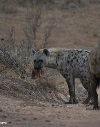 24Ronald Mutero Wild Dog 22102019 2 Final