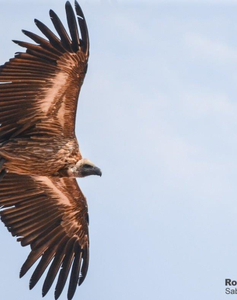 42Ronald Mutero White Backed Vulture 10112019 9 Final 42Ronald Mutero White Backed Vulture 10112019 9 Final