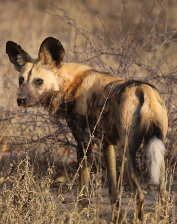 02Marco Vietti Wild Dog 250820 Final