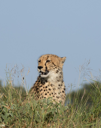 22andries Cheetah 040421 1 Final 22andries Cheetah 040421 1 Final