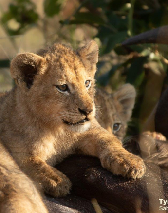 22Tyron Van Der Walt Styx Cubs 170621 4 Final 22Tyron Van Der Walt Styx Cubs 170621 4 Final