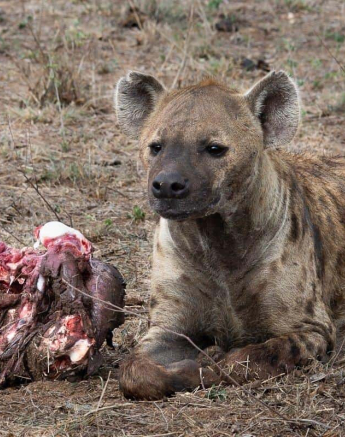 15Kerry Lee Roberg Hyena271118.2 Final 15Kerry Lee Roberg Hyena271118.2 Final