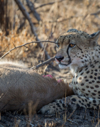 Cheetah 1 Cheetah 1