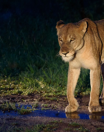 Mike Palmer SP Lioness Mike Palmer SP Lioness
