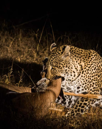 02leopard Kill2 02leopard Kill2