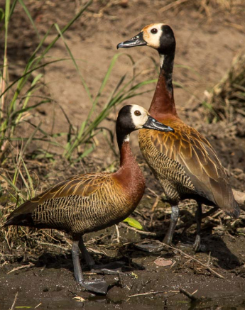 21Franscois Rosslee Wfduck