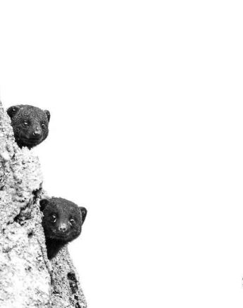 34Sheldon Hooper Dwarf Final 34Sheldon Hooper Dwarf Final