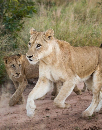 23Franscois Rosslee Sp 18052017 1 Final 23Franscois Rosslee Sp 18052017 1 Final