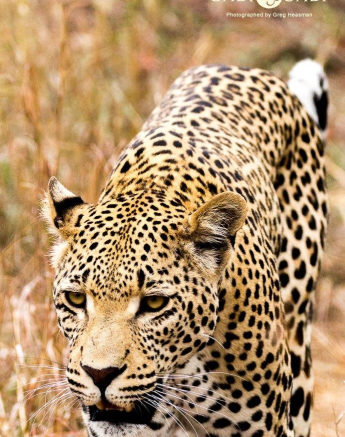 11Greg Heasman Young Male Leopard White Dami 02 11 17 2 Final 11Greg Heasman Young Male Leopard White Dami 02 11 17 2 Final