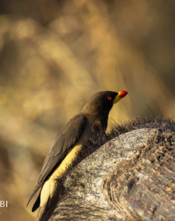31Louise Murray Yellow Billed Oxpecker 30072018 Final 1 31Louise Murray Yellow Billed Oxpecker 30072018 Final 1