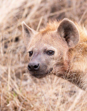 17Frederik Aucamp Hyena 07 11 2018 Final 17Frederik Aucamp Hyena 07 11 2018 Final