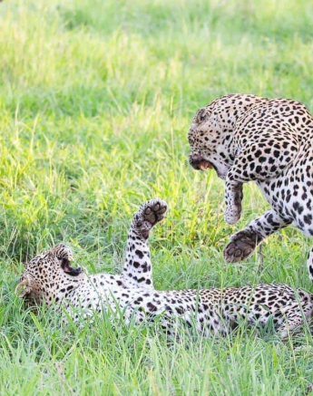 12Frederik Aucamp Xivonekele Male Leopard Mating 13 01 19 Final 12Frederik Aucamp Xivonekele Male Leopard Mating 13 01 19 Final